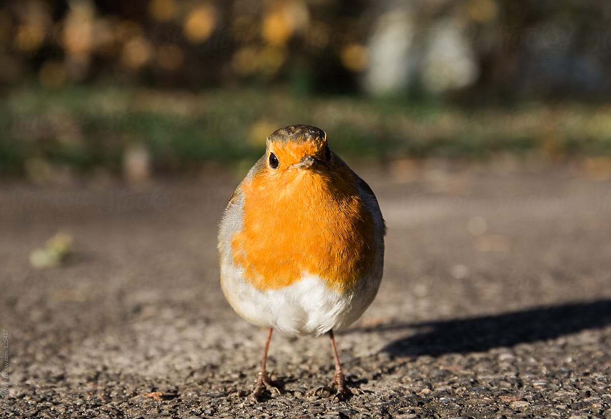 Fearless robin redbreast, standing his ground