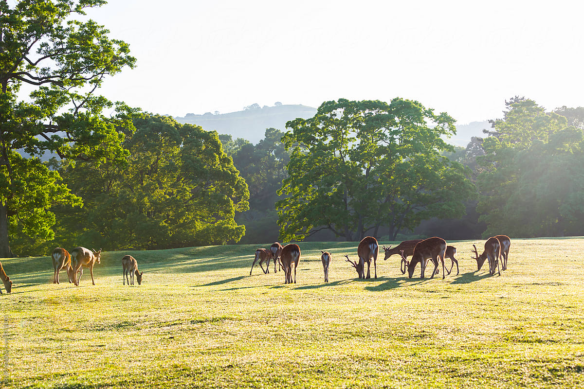 Herd of deer grazing in the morning grassland