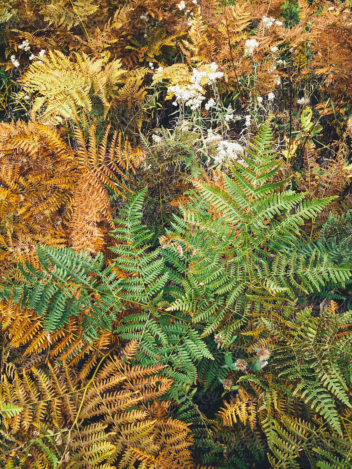 Detail of various ferns and wildflowers  in alpine meadow in autumn