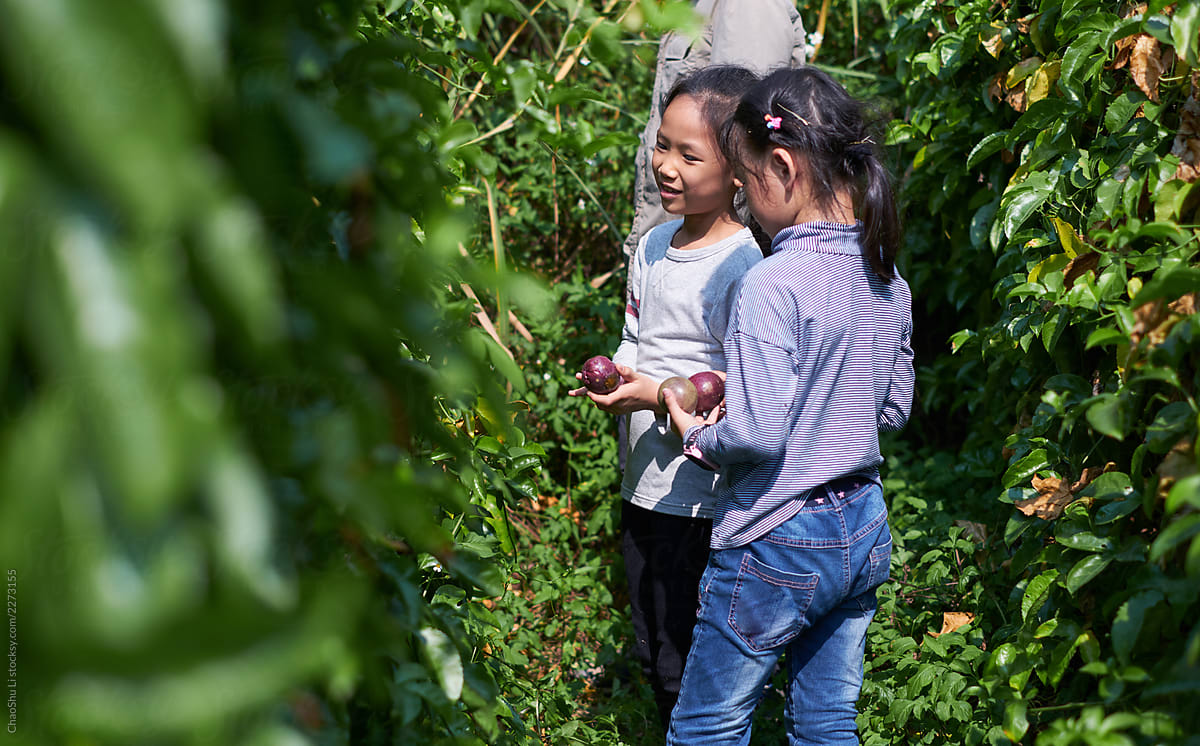 Asian little girls picking in the fruit forest during the harvest season
