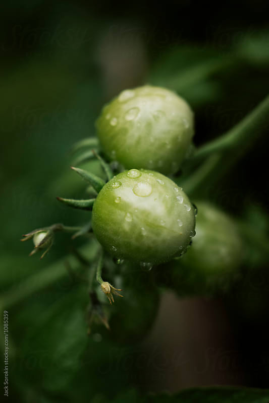Unripe Tomatoes Growing On Vine