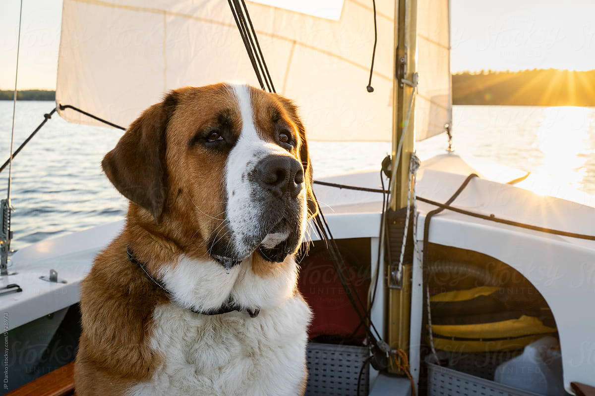 Large Mixed Breed Dog Sailing in Sailboat