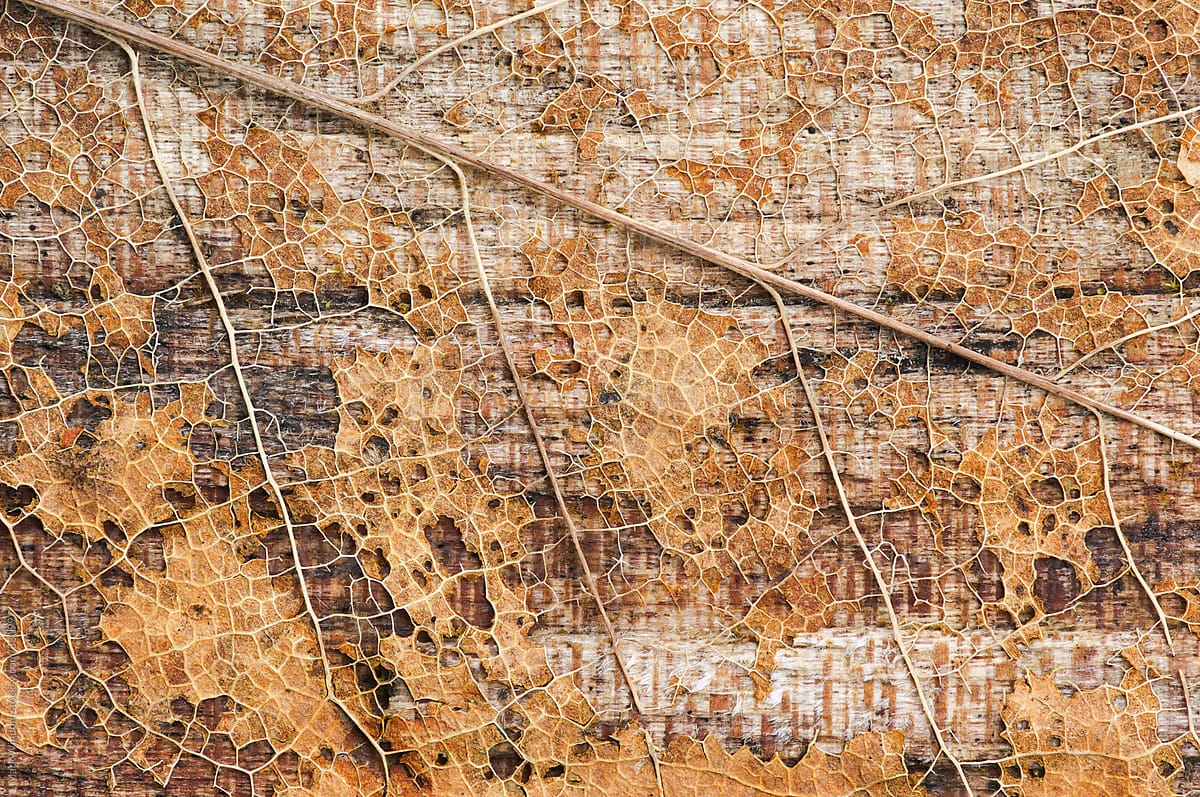 The patterns of leaf decay, closeup