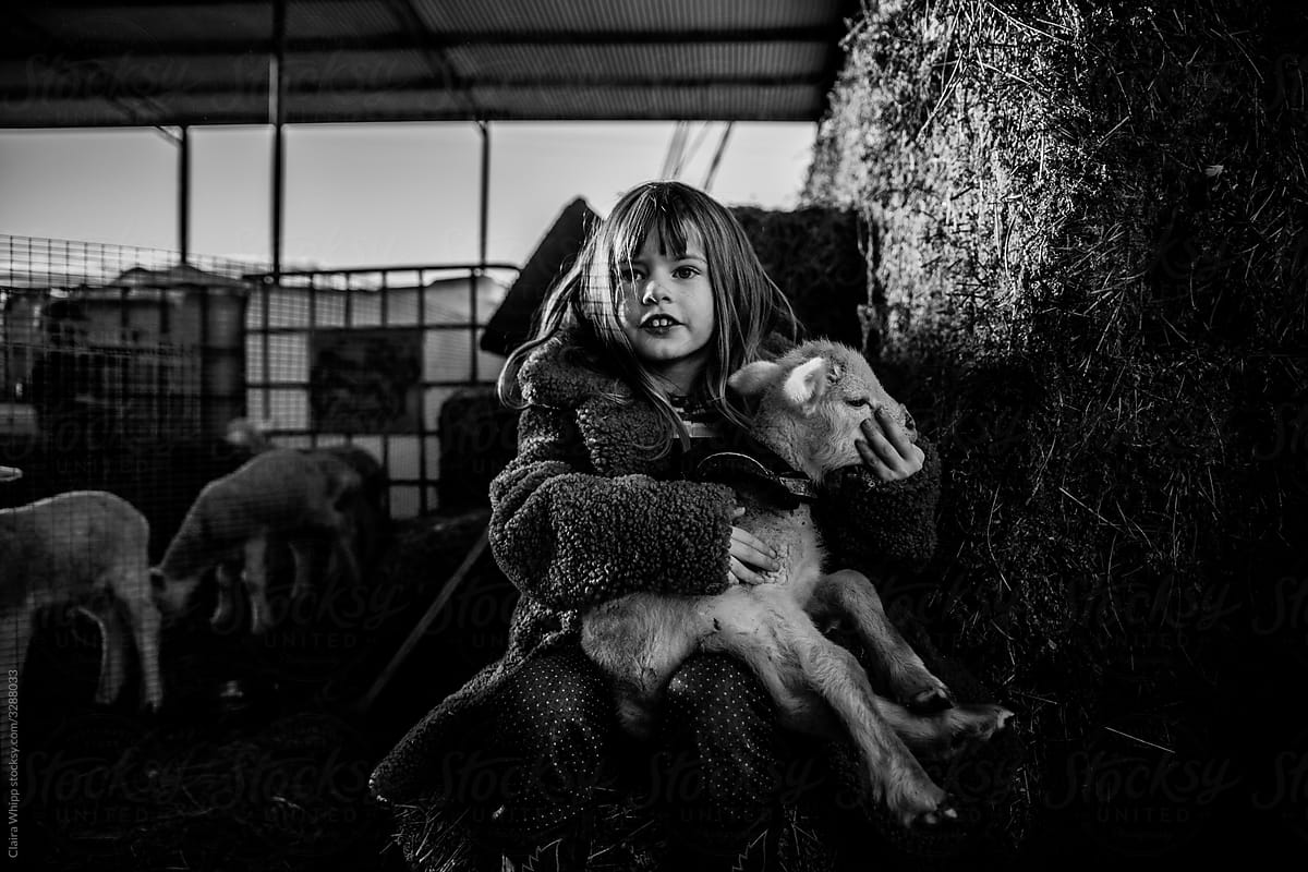 Orphan lamb on girls lap