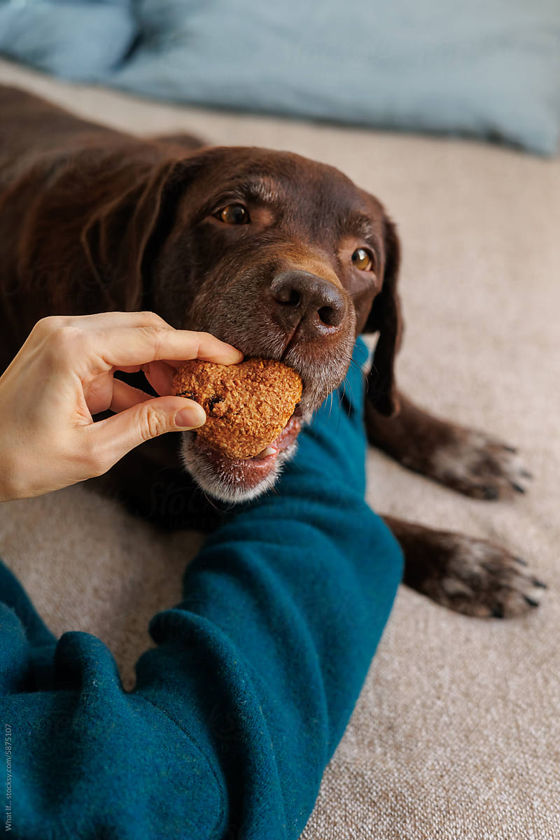 Brown dog bites cookie in owner\'s hand.