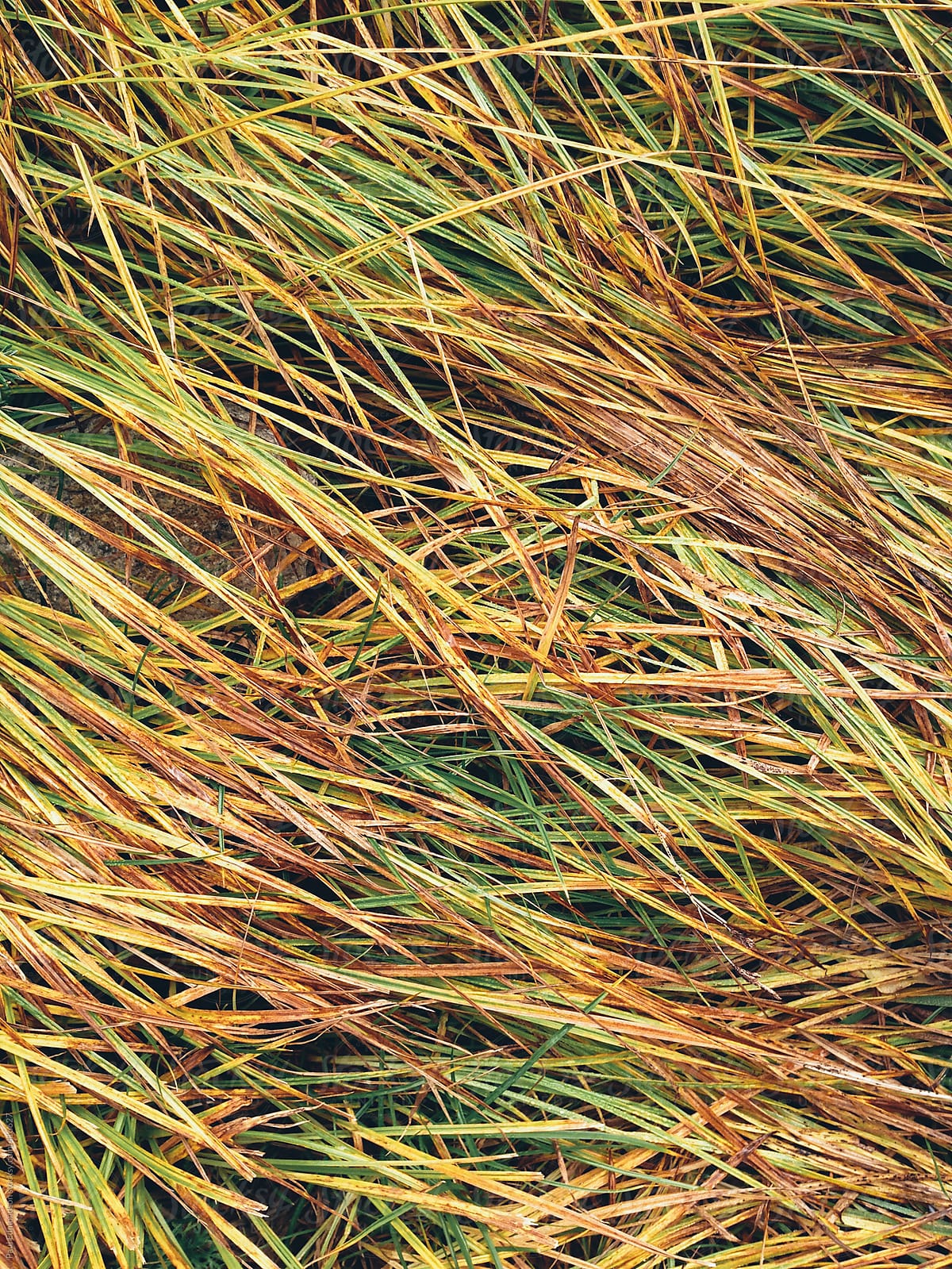 Windswept grasses in alpine meadow