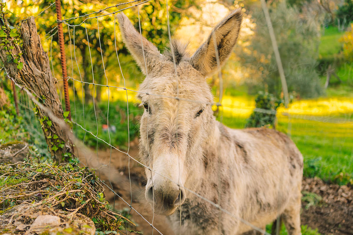Portrait of a farm donkey