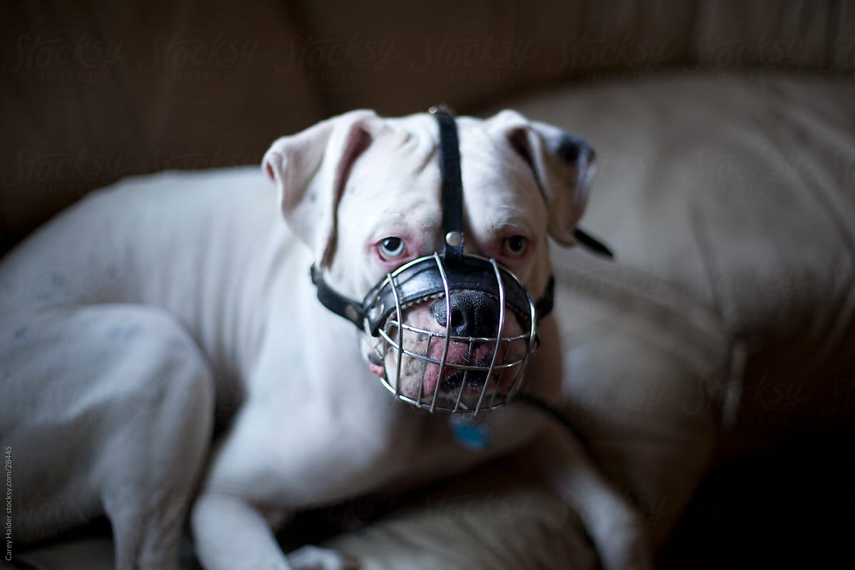 Pitbull Dog With A Muzzle