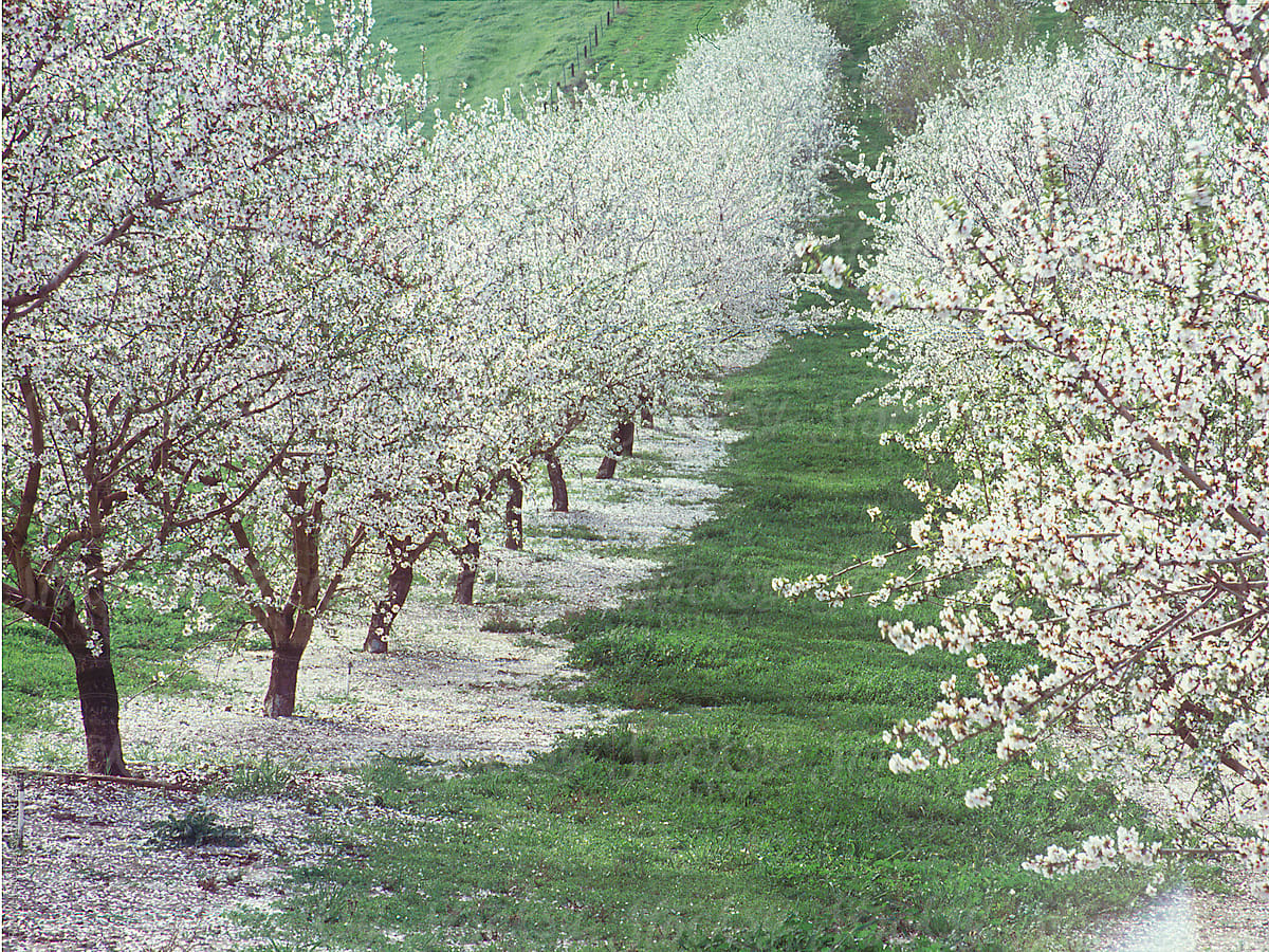 almond (Prunus dulcis) orchard in bloom in early spring, Central Valley of California
