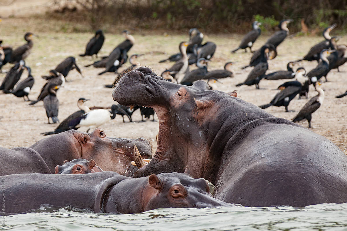 A Group of Hippos Swimming and Foraging