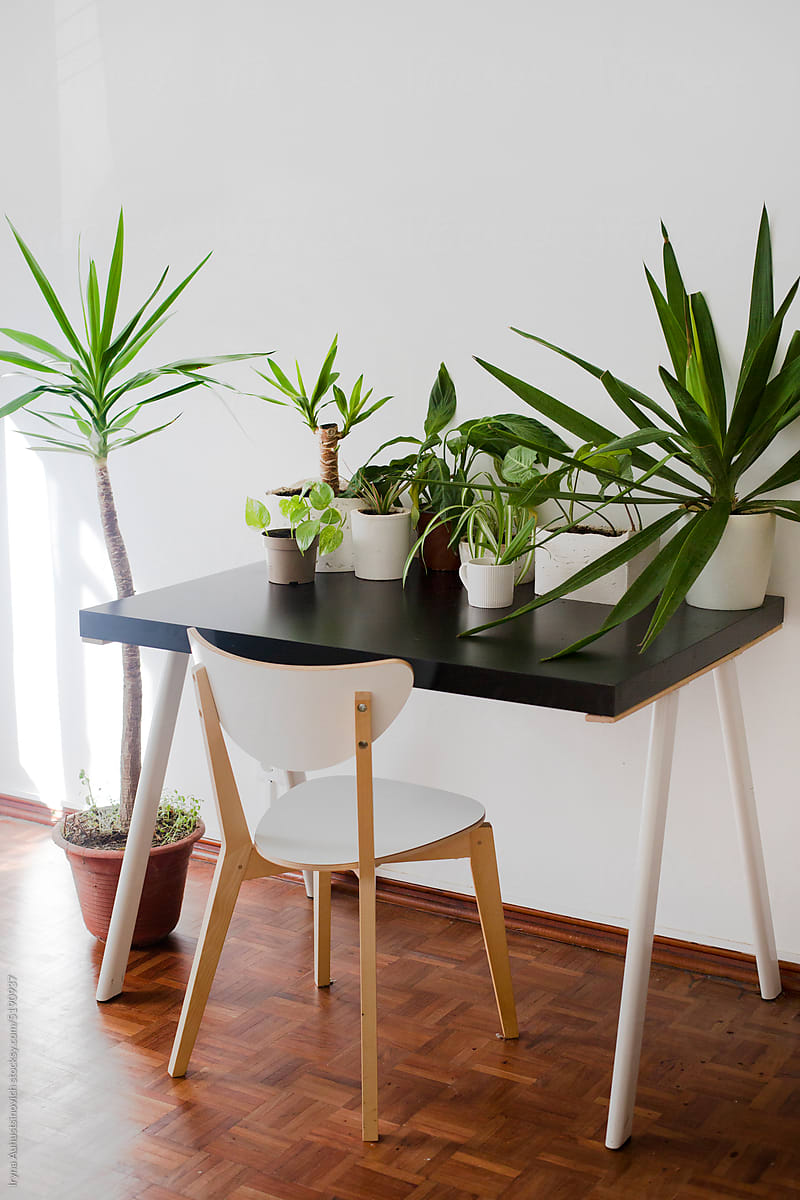 Plants on the black table