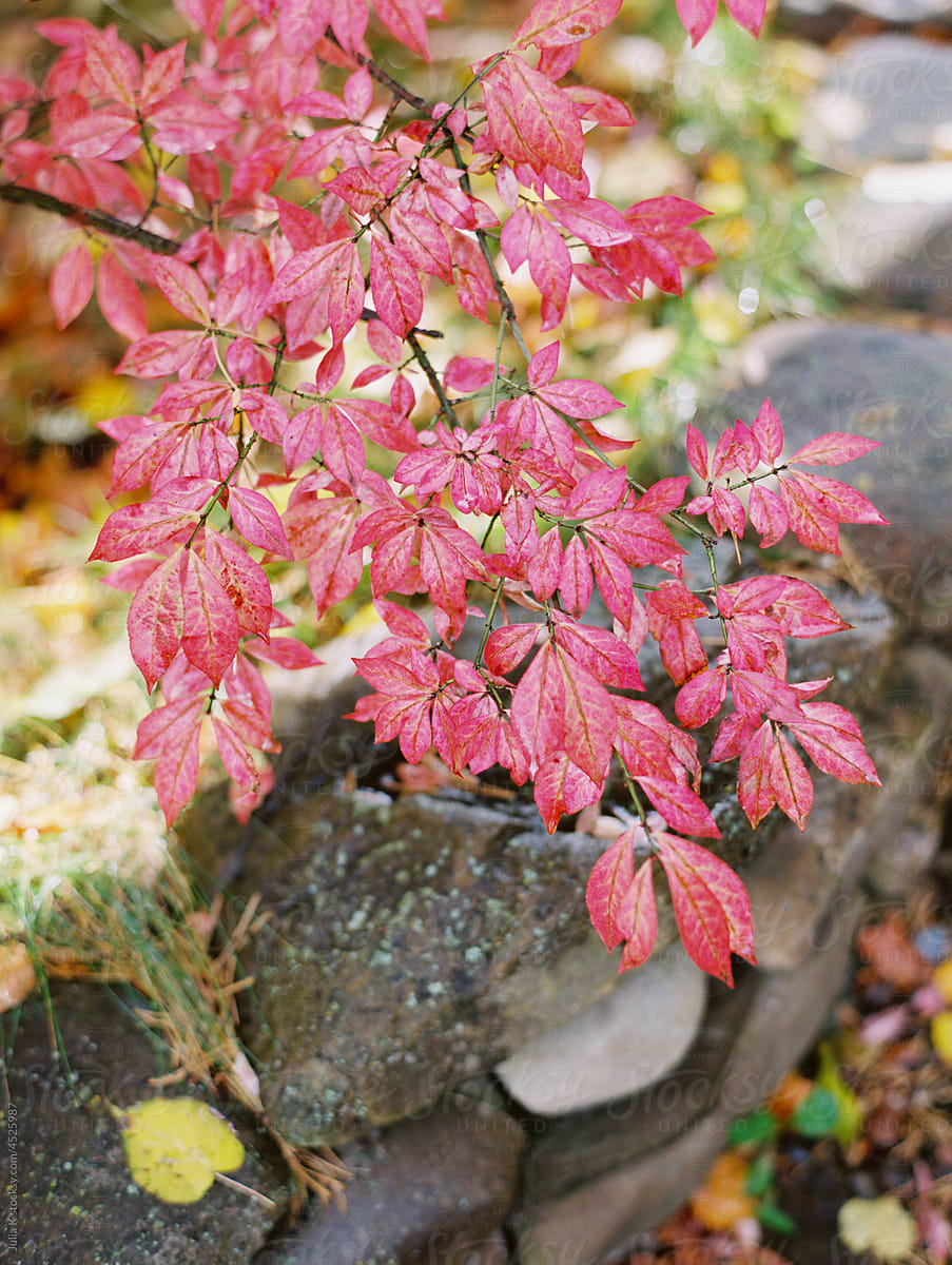 Branch With Red Autumn Leaves