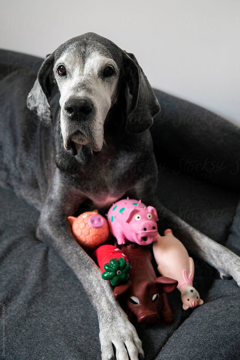 Adorable Great Dane dog with toys relaxing in room