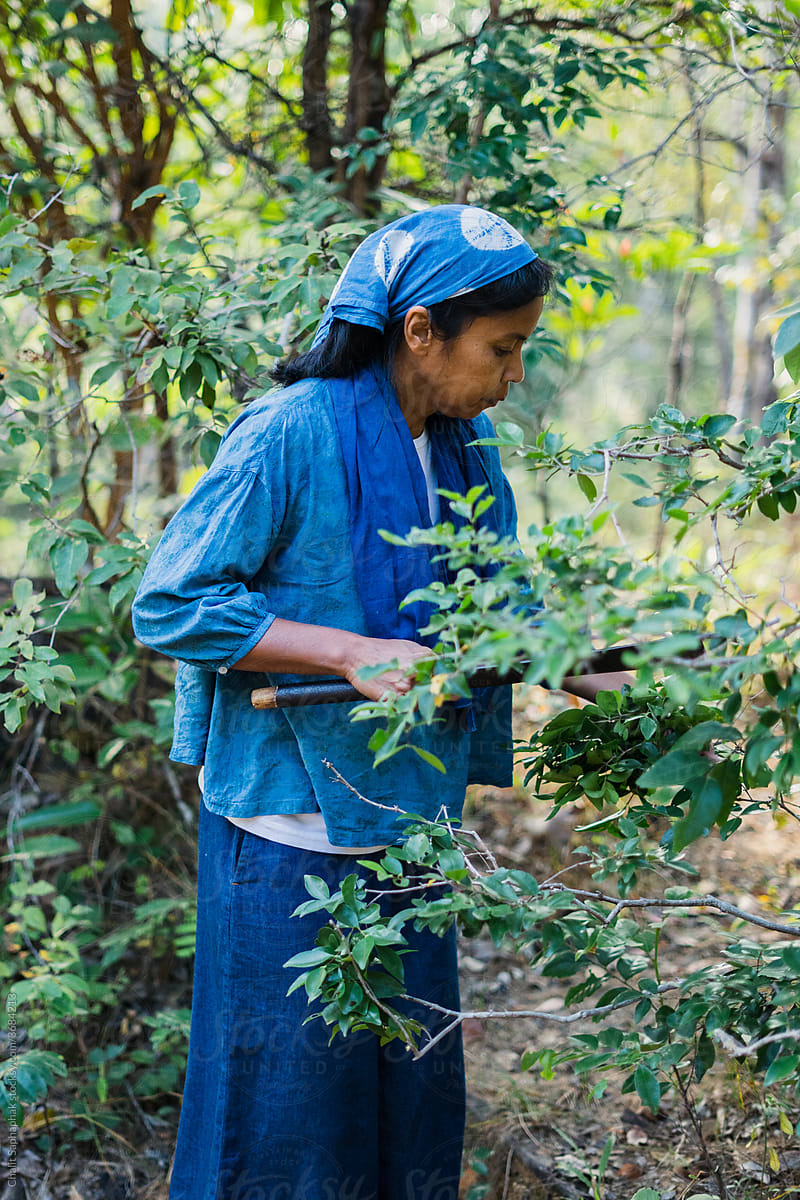 Asian woman harvesting the green leaves for Ancient cloth dye