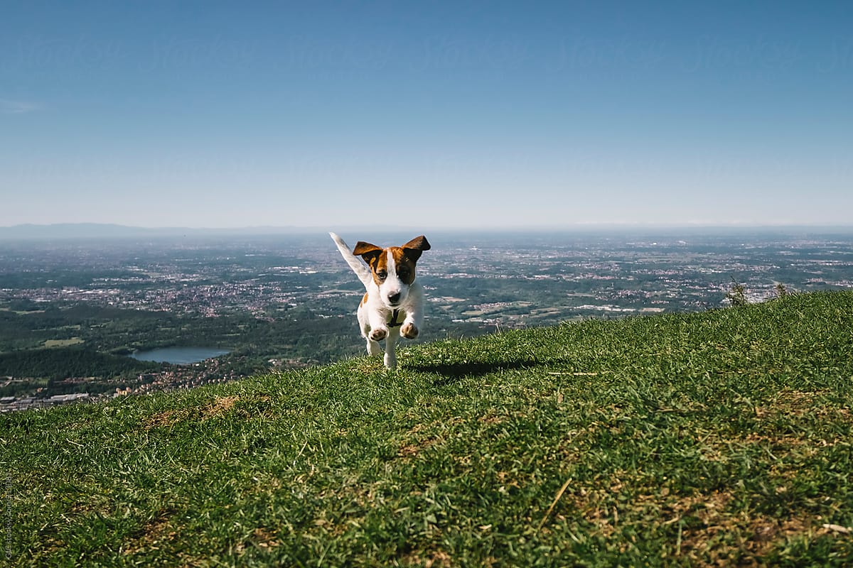 Jack Russell Puppy jumping outdoors in high mountain