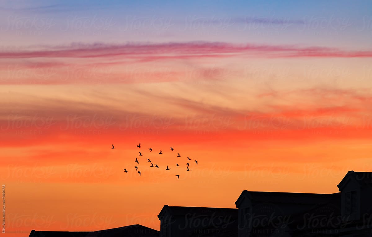 low angle view of silhouette birds flying against sky at sunset
