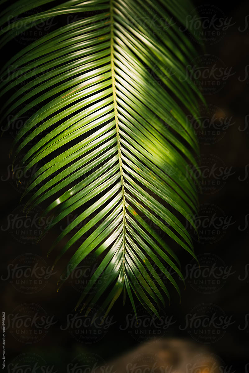 Palm Leaf Illuminated by Sunlight