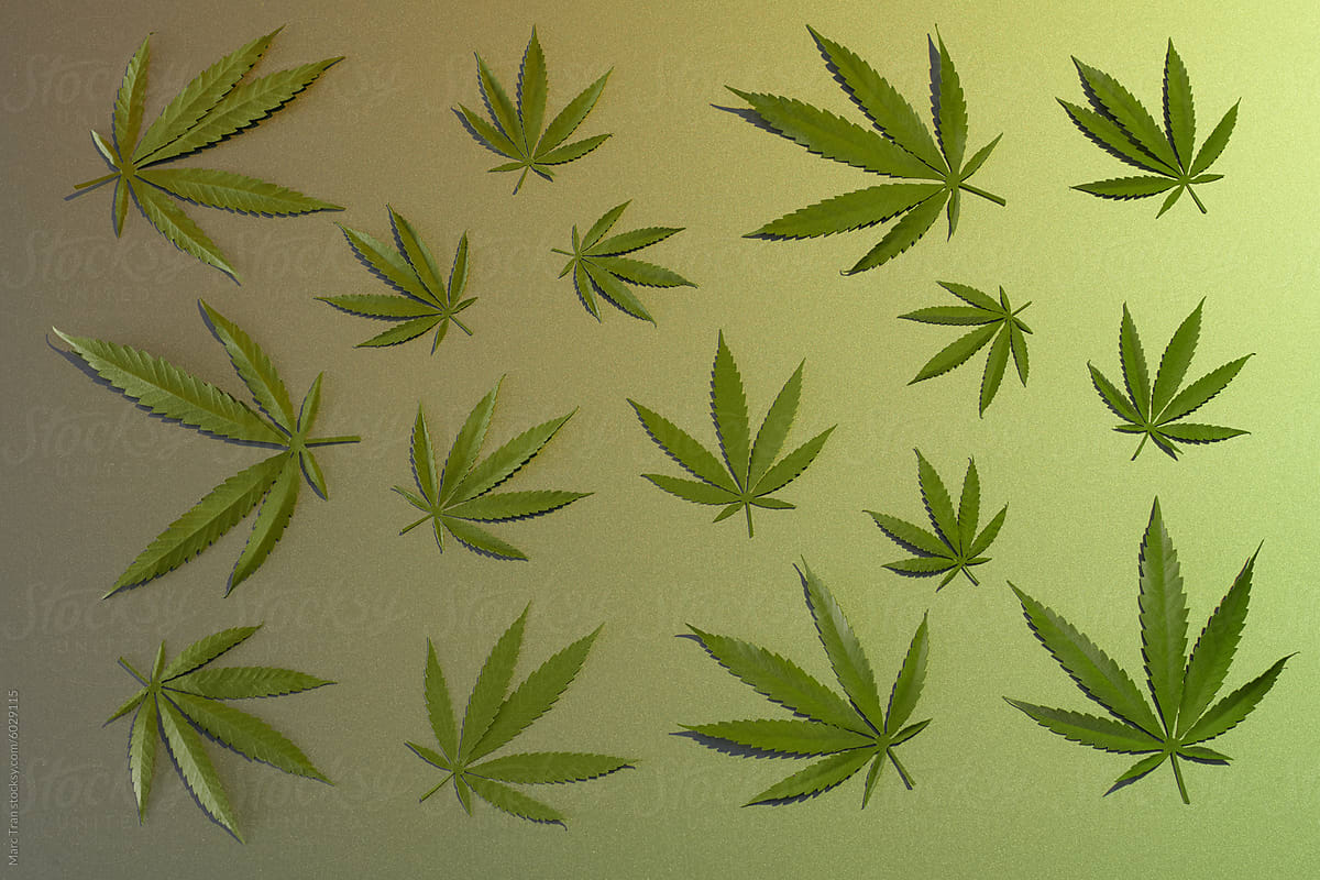 Hemp or cannabis leaf isolated on light yellow background.