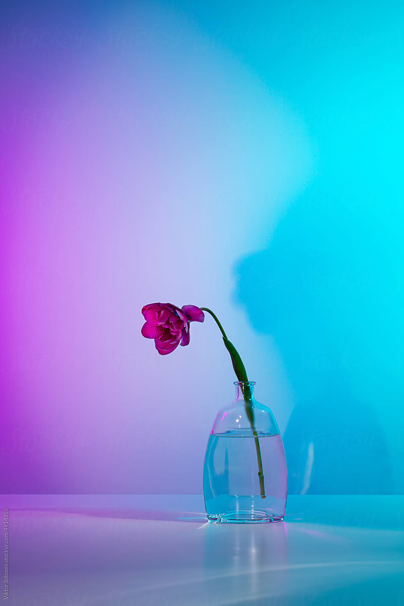Vase with red tulip in neon light