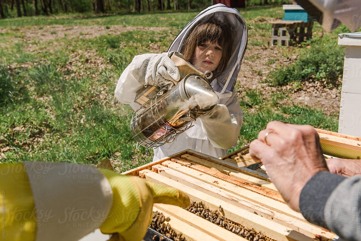 little girl putting smoke in the beehive to check on the hive