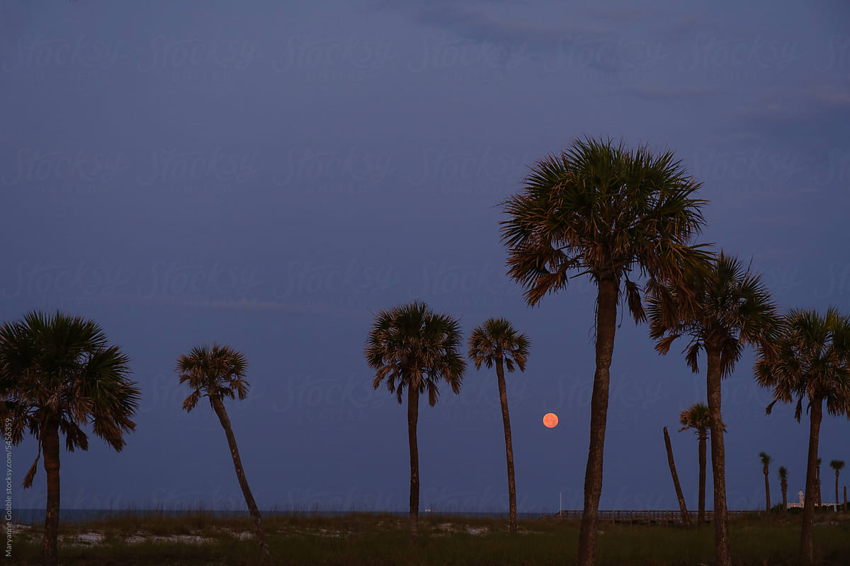 Full Moon and Tropical Palm Trees
