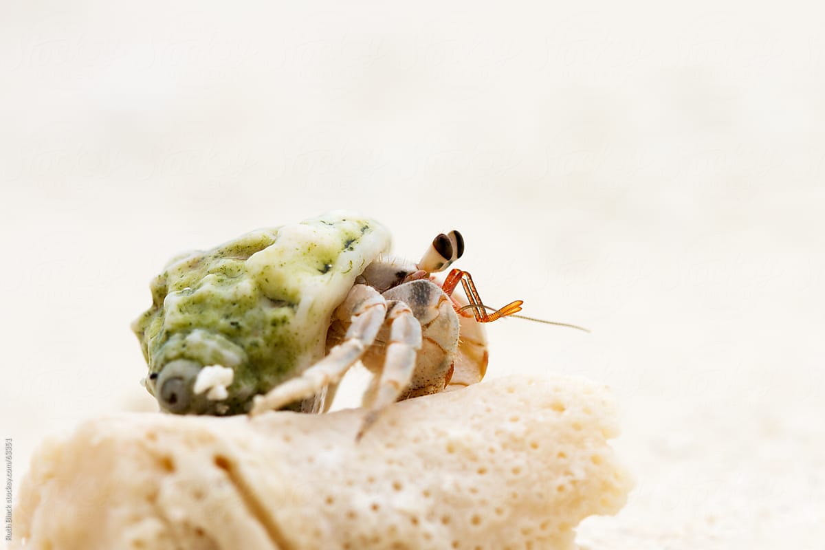 Hermit Crab By Stocksy Contributor Ruth Black Stocksy 