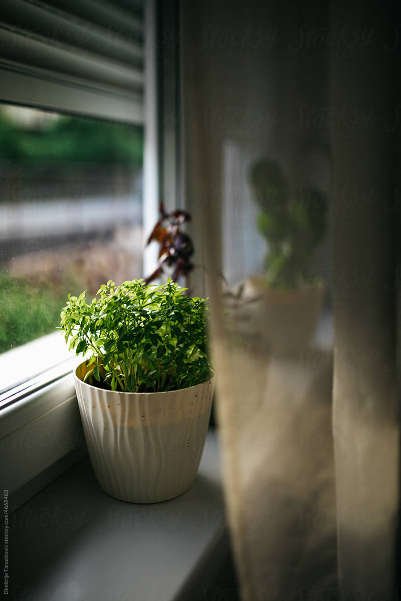 Herbs In Pot By The WIndow.