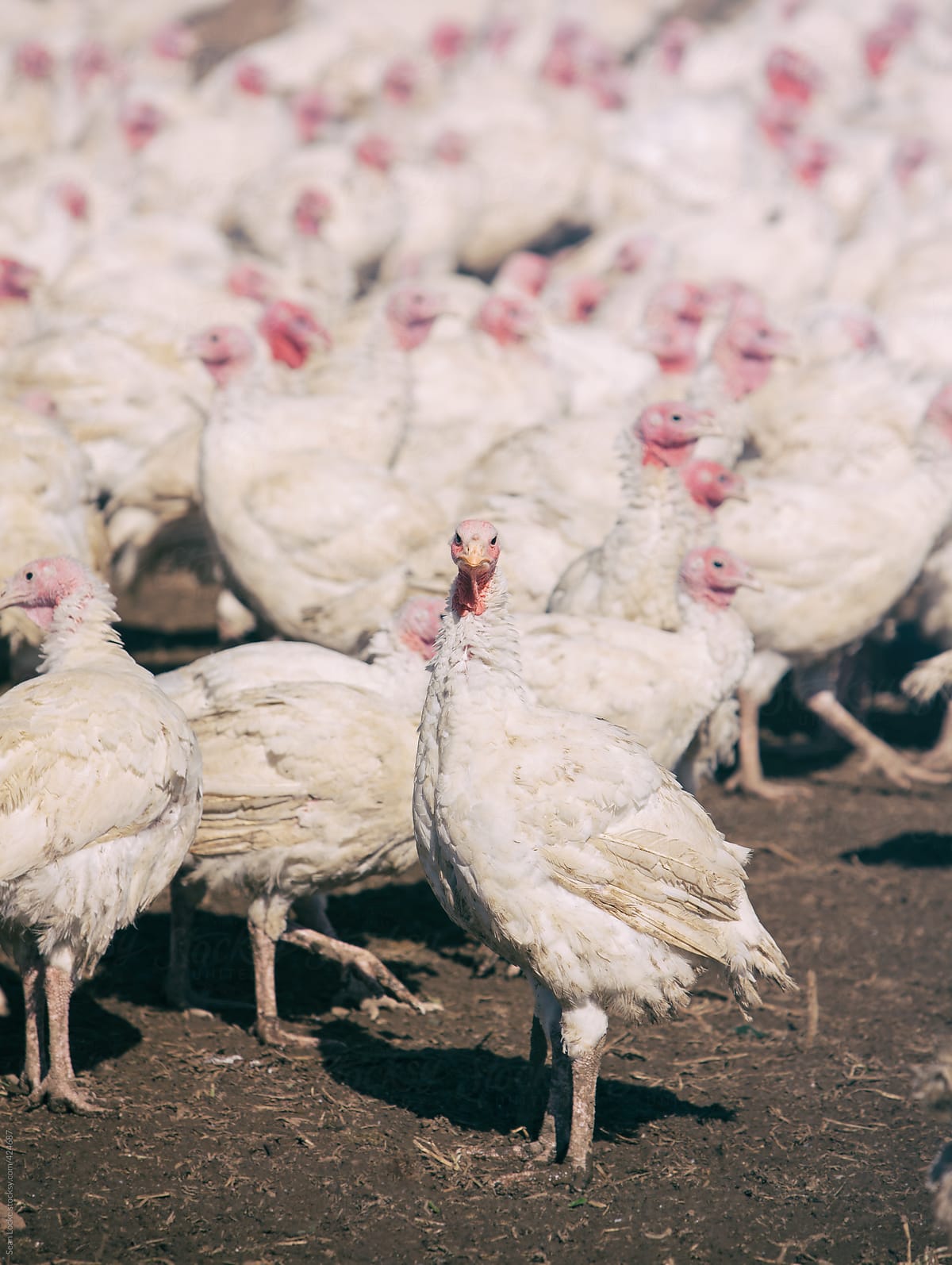 Farm: Turkey Hen Looking Curiously At Camera