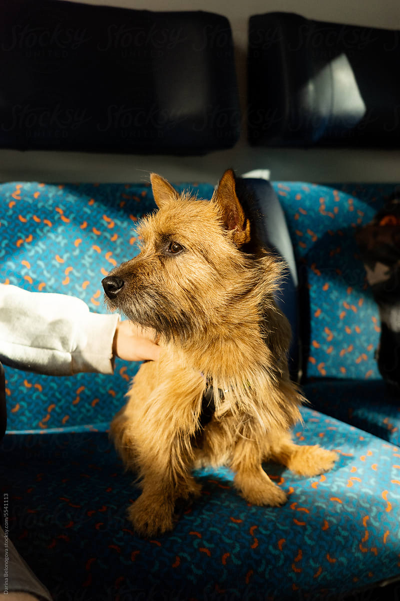 Norwich Terrier on the train