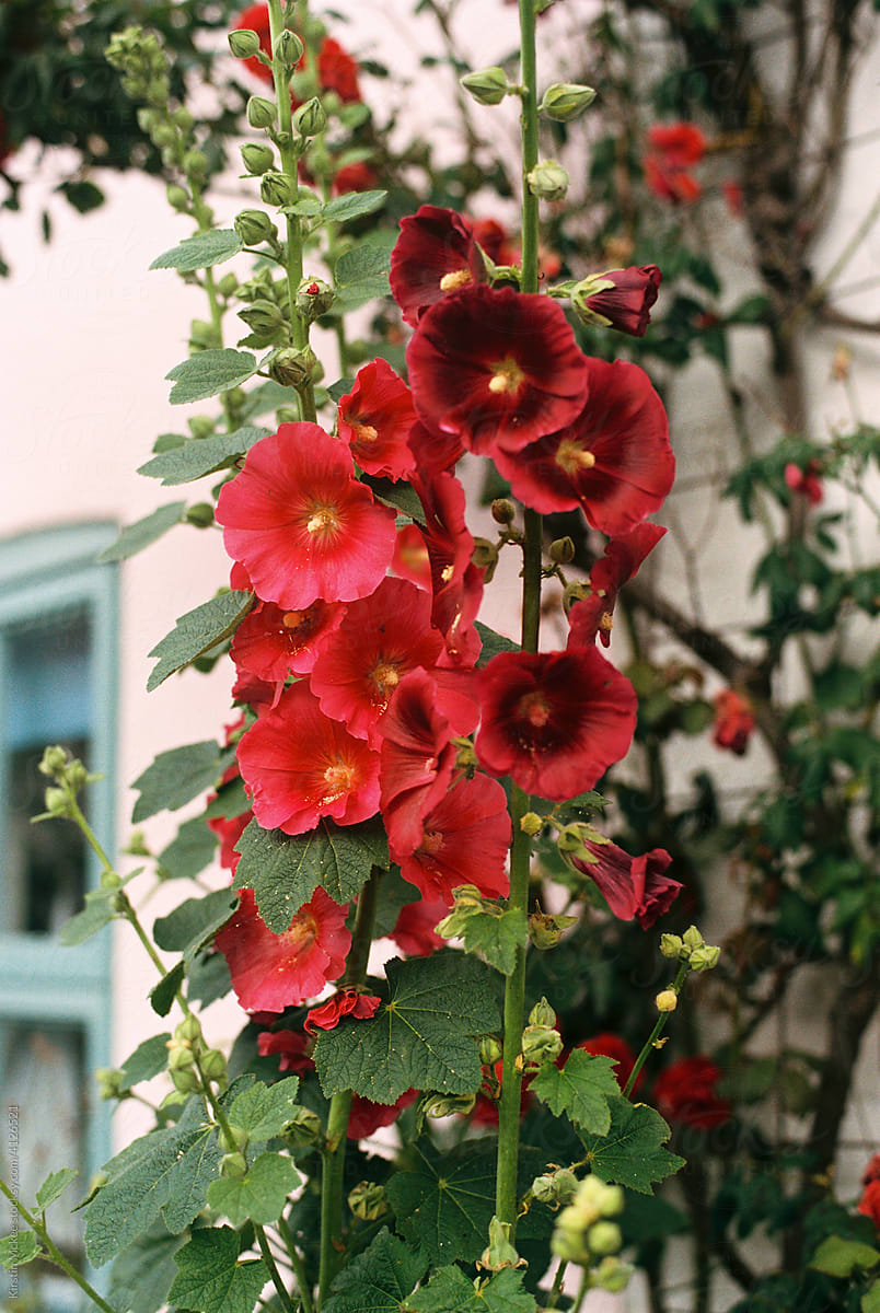 Pink hollyhock in front of cottage