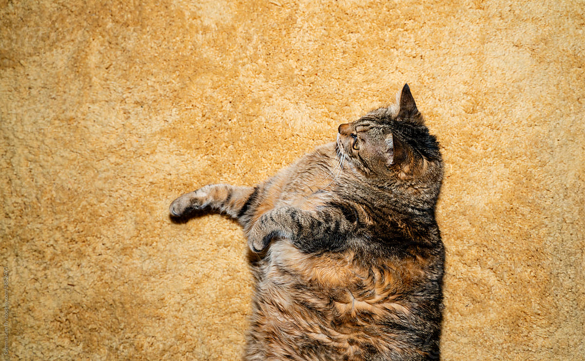 Fat Tabby cat on a yellow carpet with hard flash light