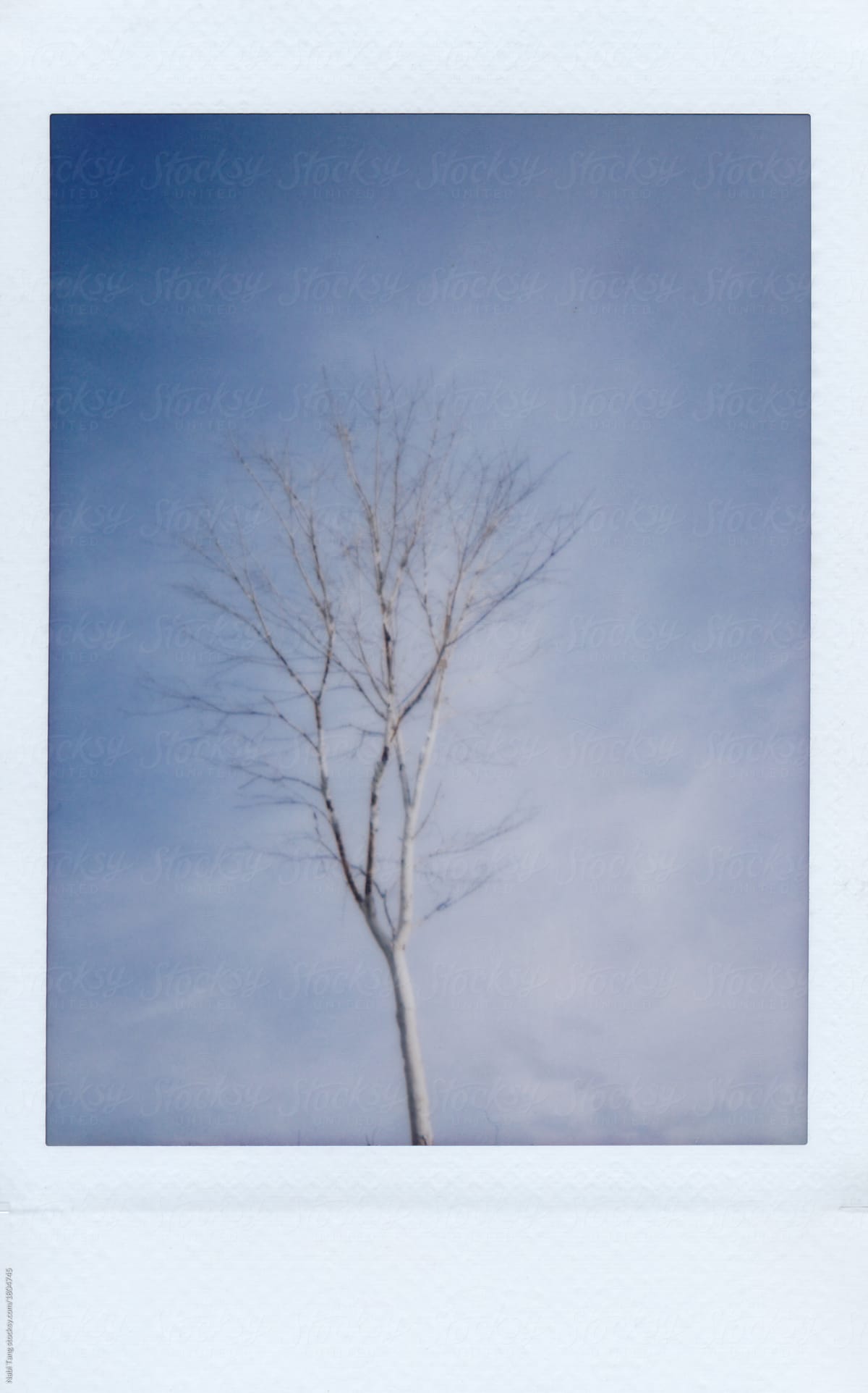 Instant mini polaroid image of a single tree without leaf in winter on blue sky background
