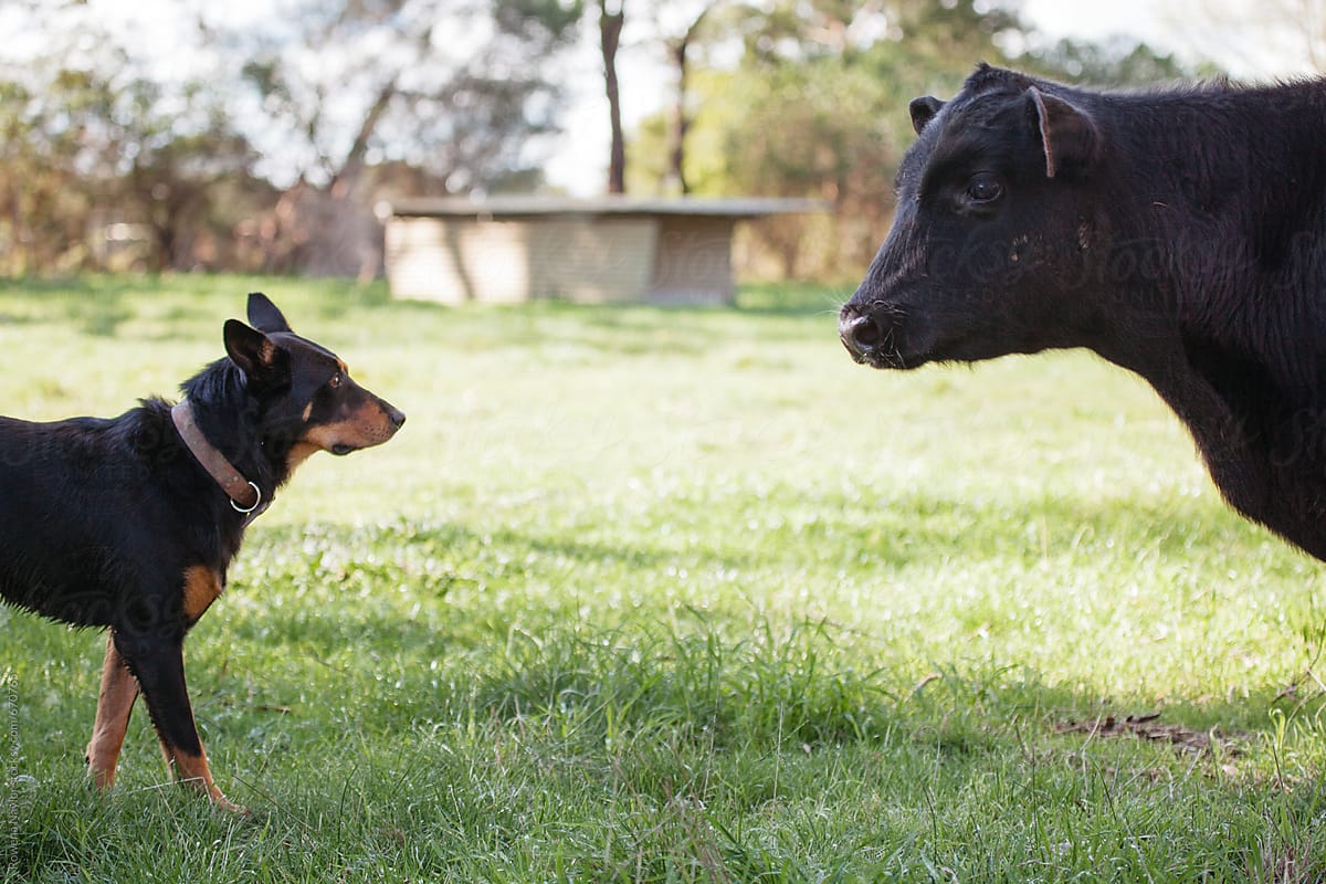 Cattle dog and cow head to head