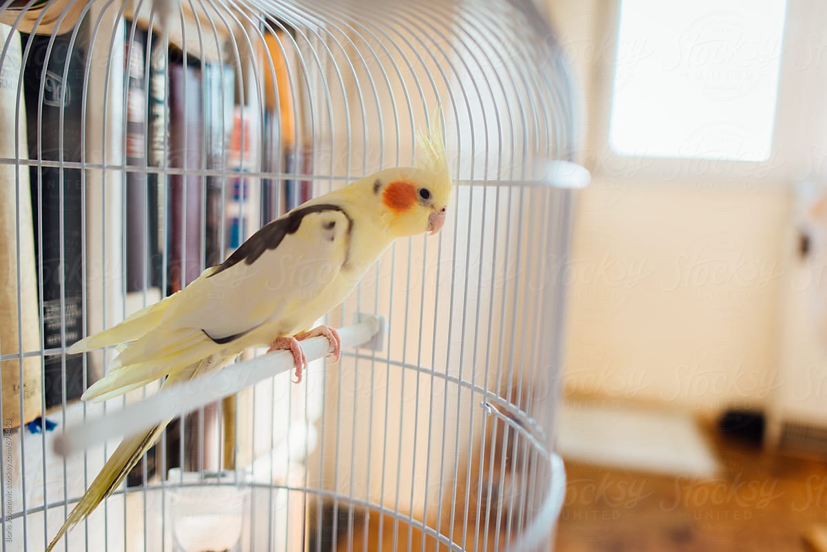 A nymph parrot in the cage