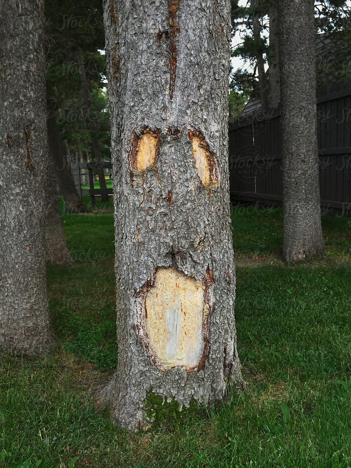 Abstract spooky face on a tree