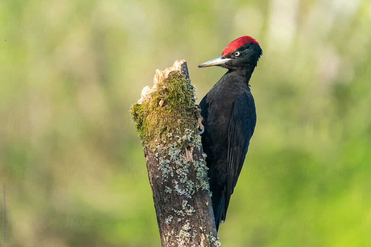Beautiful Male Black Woodpecker In His Habitat