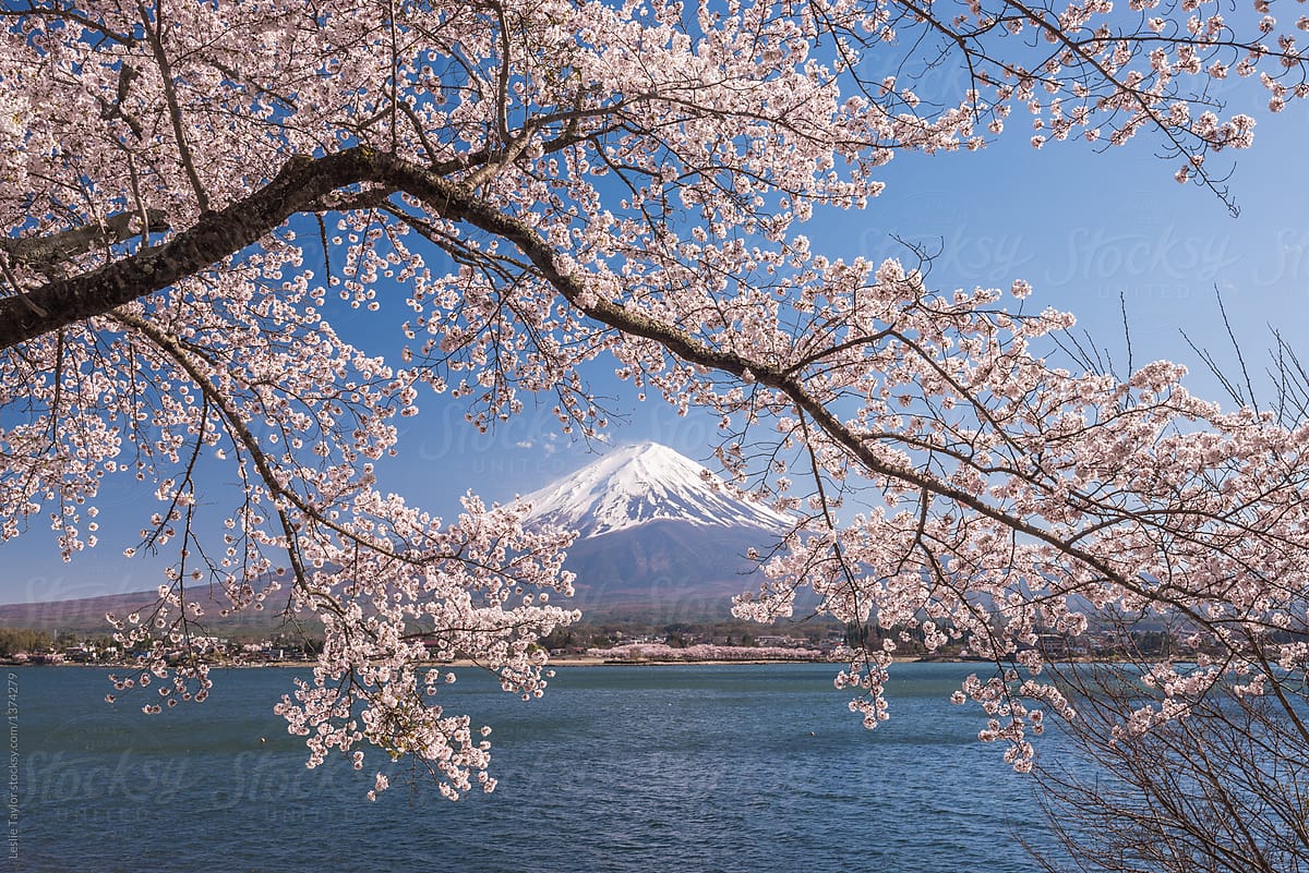 Mt Fuji Through Cherry Blossoms By Stocksy Contributor Leslie Taylor