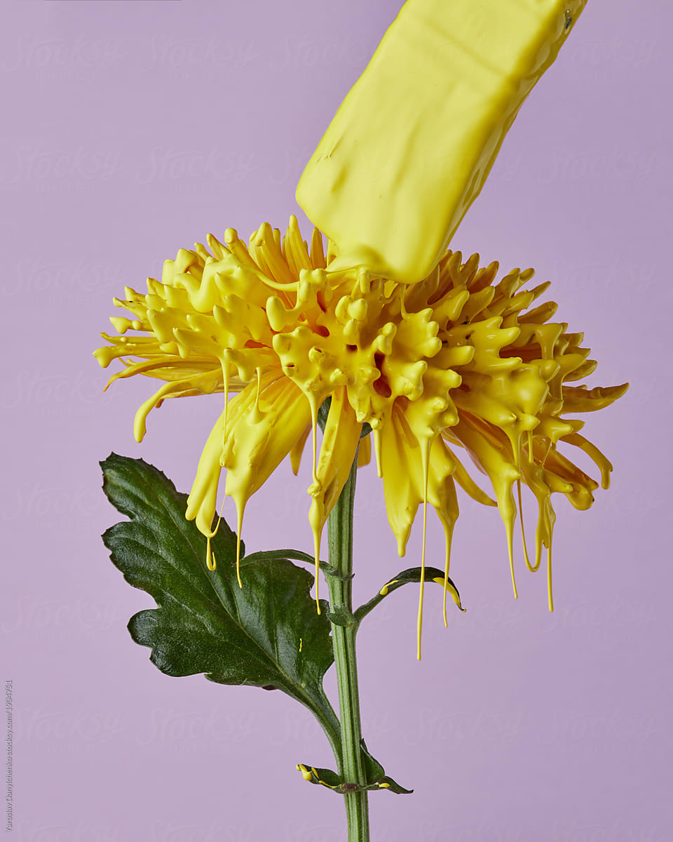 Beautiful yellow chrysanthemum flower with brush on purple background