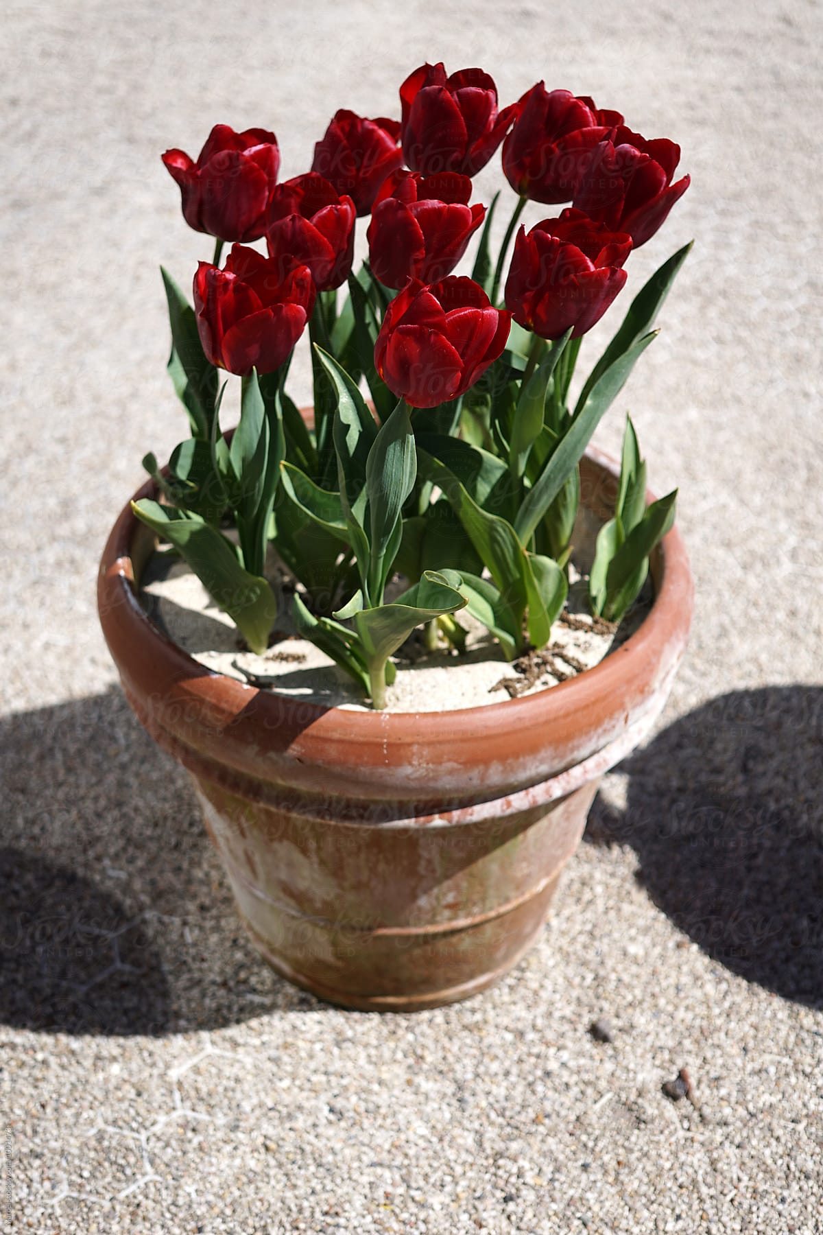 Pot with red tulips