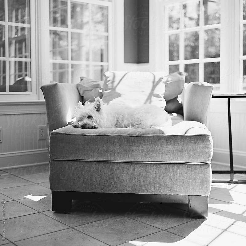 Black and white portrait of a cute white dog resting on a big chair