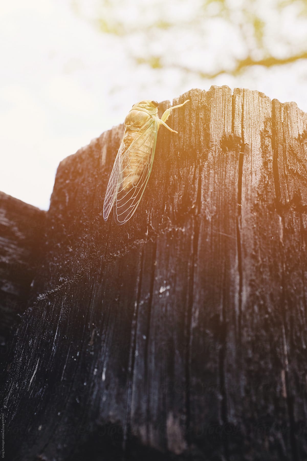 A live cicada locust insect resting on a wooden fence in the afternoon sunlight