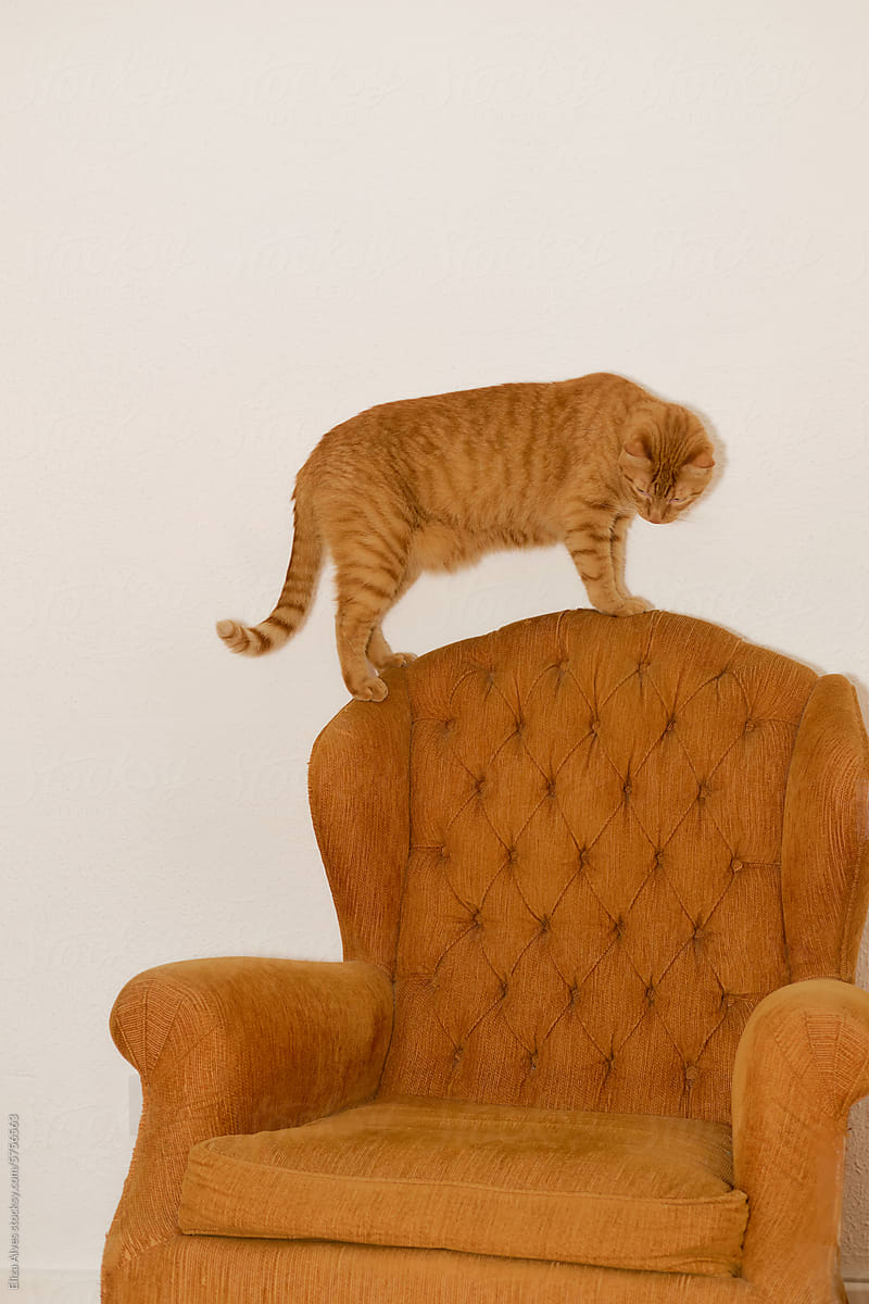 Cat in an orange armchair