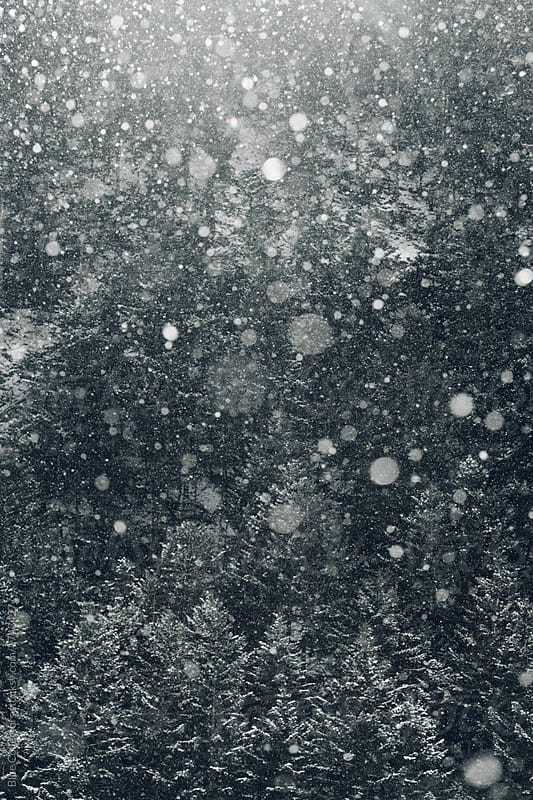 close up detail during snowfall on a pine forest
