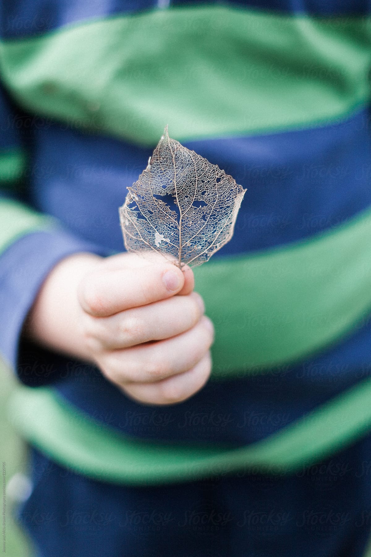Little boy holding the skeleton of a leaf