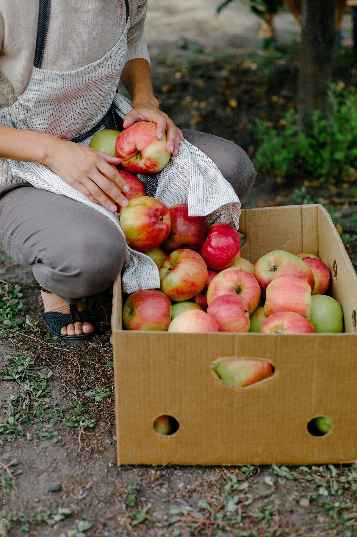 WomanWoman putting apples to boxholding apples in garden