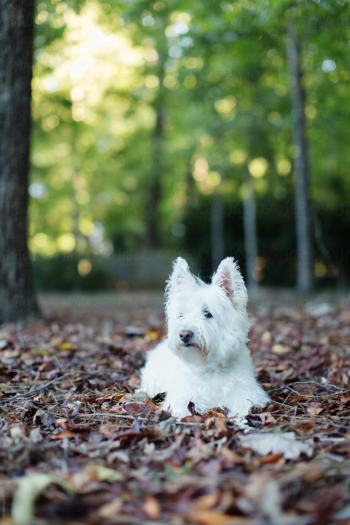 Cute white dog laying on a bed of leaves in a park