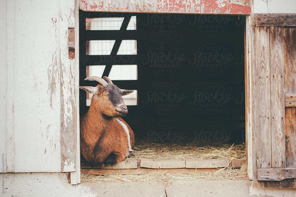 A goat on a Farm