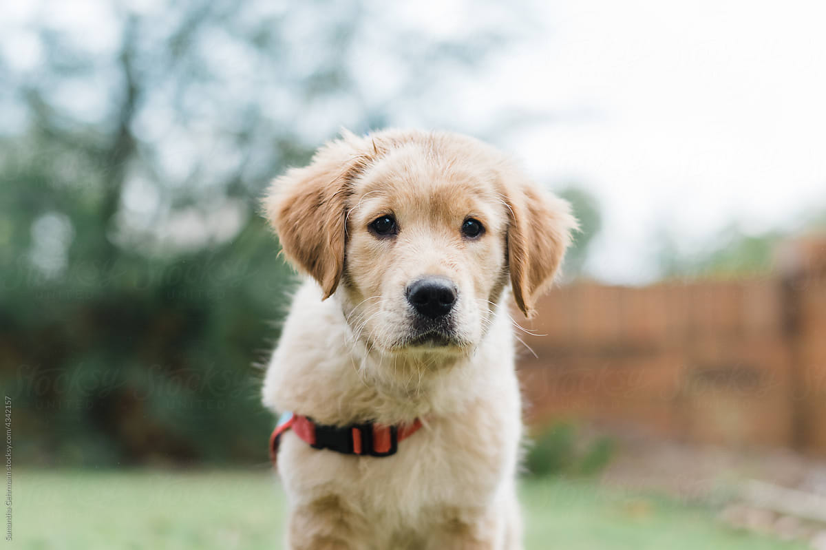 golden retriever puppy standing in yard