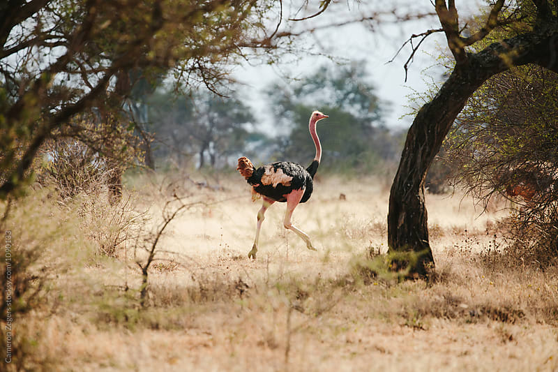 ostrich running in Tanzania