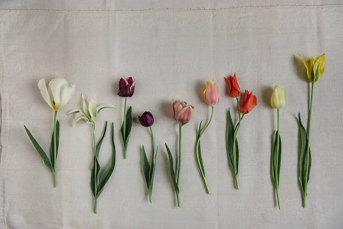 Variety of Tulips flowers in line